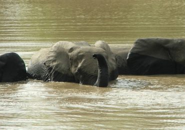 The Mole National Park