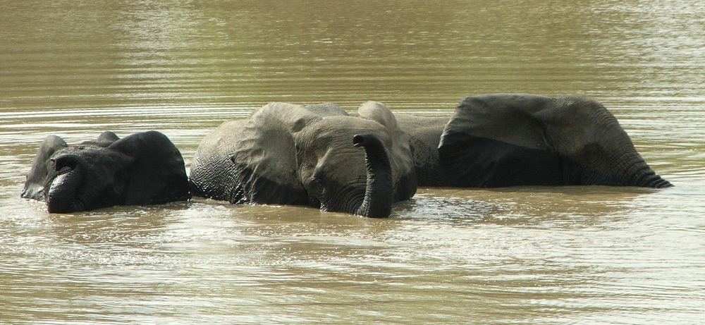 Elephants At Mole