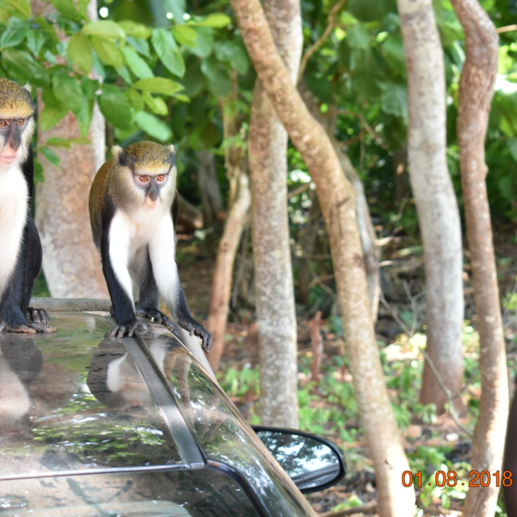 Boabeng Fiema Monkey sanctuary-grassroottours.com