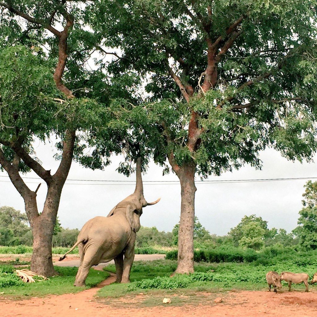 Mole National Park | Grassroot Tours