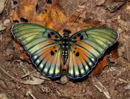Bobiri Butterflys Kumasi -grassroottours.com