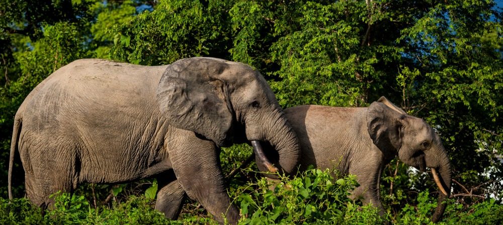 Mole National Park Day Tour by Grassroot Tours