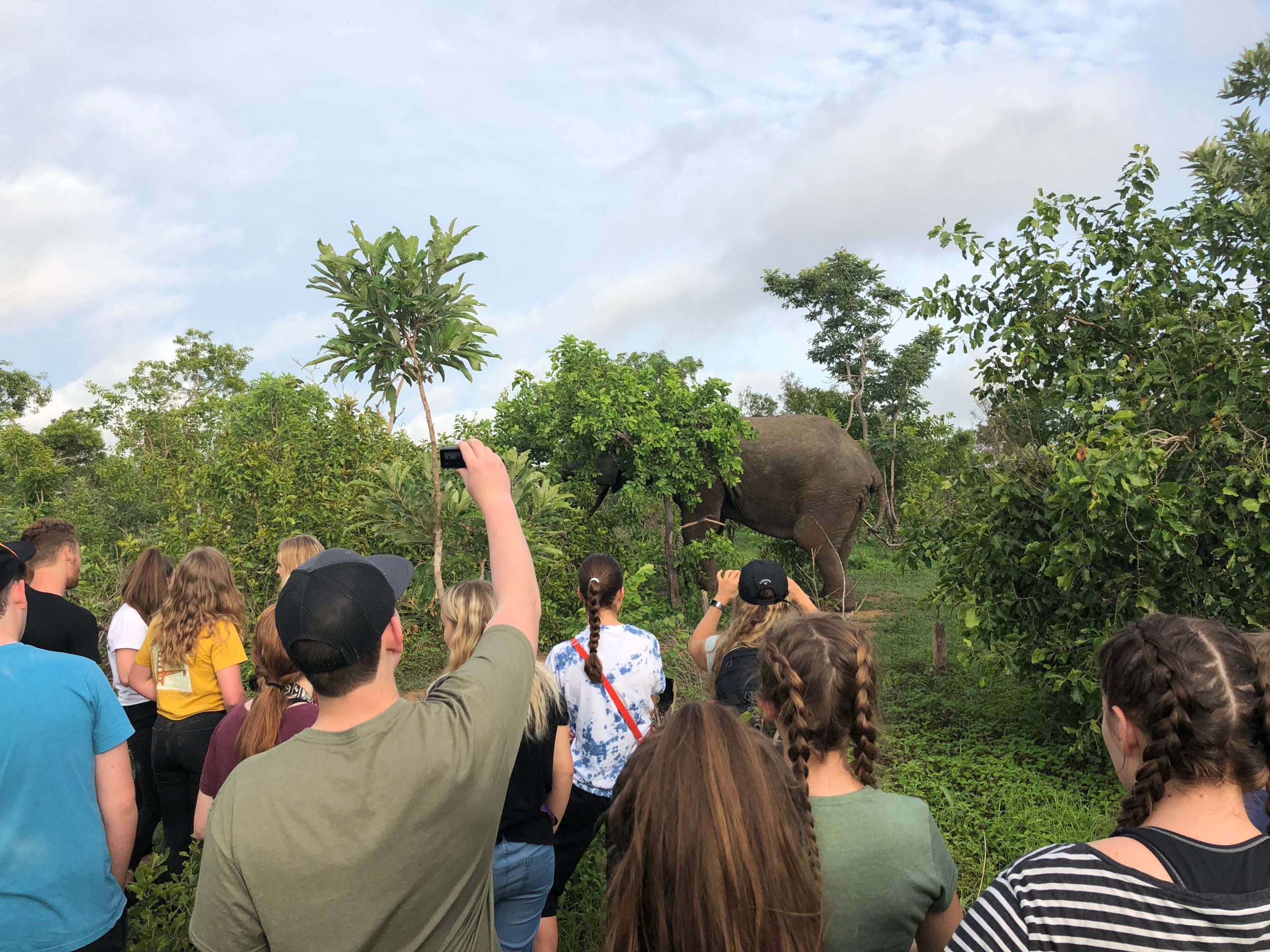 Ghana Safari Mole